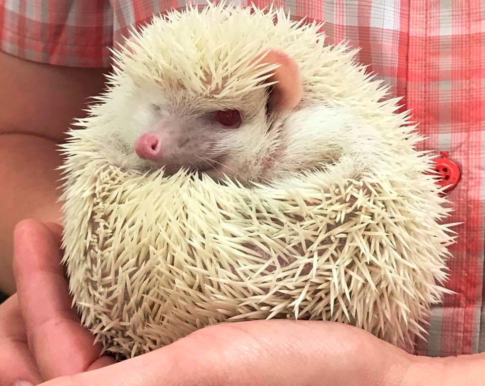 Teacher holding a white hedgehog at a Preschool & Daycare/Childcare Center serving Apex & Fuquay-Varina, NC