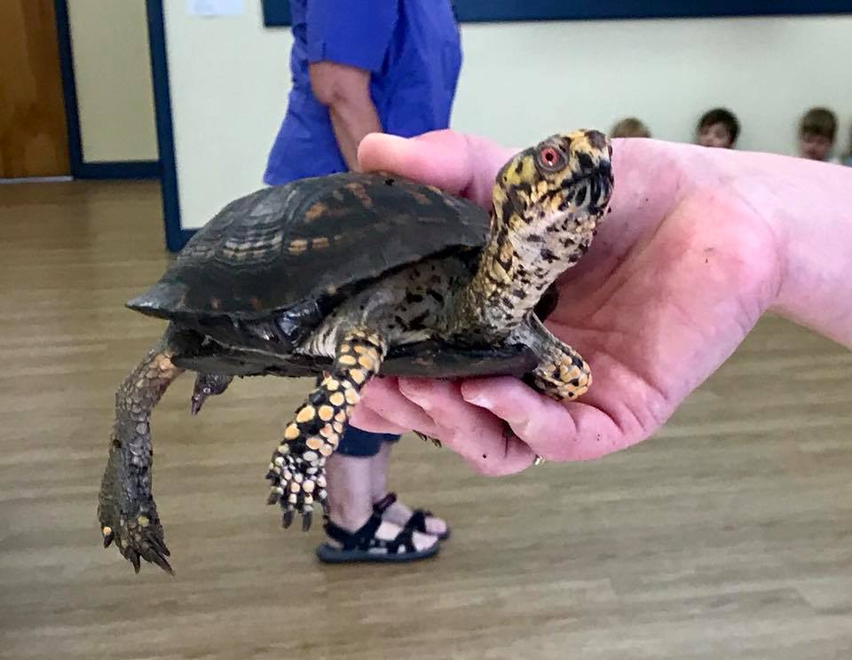 Teacher holding a small turtle at a Preschool & Daycare/Childcare Center serving Apex & Fuquay-Varina, NC