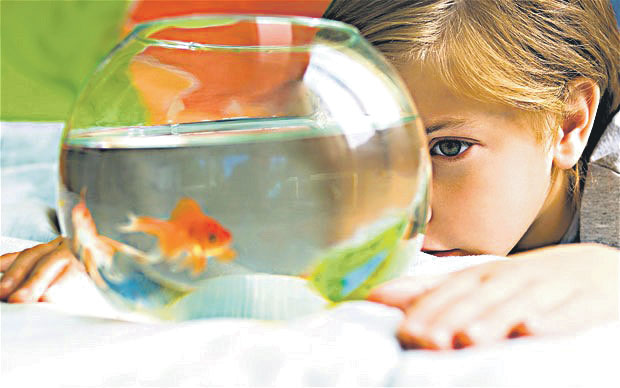 Cute young little preschool girl looking at at a goldfish in a fishbowl at a Preschool & Daycare/Childcare Center serving Apex & Fuquay-Varina, NC